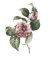 RMG2773 Peony
