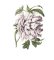 RMG2775A Peony