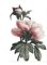 RMG2777EL  Extra Large Peony 2777