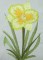 BFC0281 Daylily Garden
