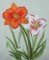 BFC0281 Daylily Garden