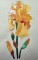 BFC0294 Watercolor Iris