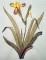 BFC0294 Watercolor Iris