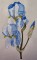 BFC0294 Watercolor Iris