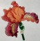 BFC0294 Watercolor Iris