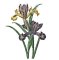 RNG2979 Vintage Iris smaller version