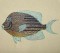 BFC0298  Fantastical Fish