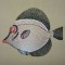 BFC0298  Fantastical Fish