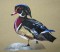 BFC0299 Waterfowl