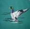 BFC0299 Waterfowl