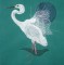 BFC0299 Waterfowl
