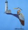 BFC0299 Waterfowl