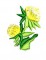 BFC0106 Pansy Set