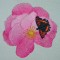 BFC0300 Watercolor Roses