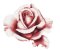 RMG3003 Rose