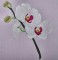 BFC0303 Watercolor Orchids
