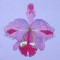 BFC0303 Watercolor Orchids