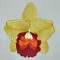 BFC0303 Watercolor Orchids
