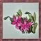 BFC0303 Watercolor Orchids