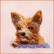 Yorkie