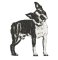 RMG3075 Boston Terrier 5 x 7