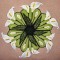 BFC0308  Lace Bowl & Doily  Calla Lily