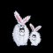 Fluffy White Bunnies