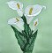 BFC0309 Calla Lilies