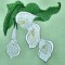 BFC0309 Calla Lilies