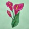 BFC0309 Calla Lilies
