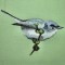 BFC0311 More Small Birds