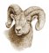 RMG3134 Ram