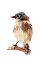 A Tiny Sparrow