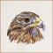 Eagle Sketch