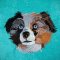 Australian Shepherd Puppy