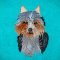 Australian Silky Terrier Puppy