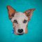 Australian Stumpy Tail Cattle Dog Puppy
