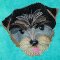 BFC31548 Australian Terrier Puppy