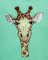 BFC31609  Smirking Giraffe
