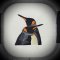 BFC31625  Penguin Love
