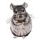 BFC31736 A ChinChilla