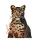 BFC31994 The Large Cheetah