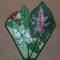 BFC0322  Lace Bowl & Doily  Caladium