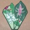 BFC0322  Lace Bowl & Doily  Caladium