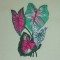 BFC0323 Caladiums