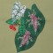 BFC0323 Caladiums