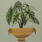 BFC0323 Caladiums