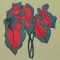 BFC0323 Caladiums