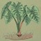 BFC0323 Caladiums