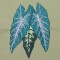 BFC0323 Caladiums